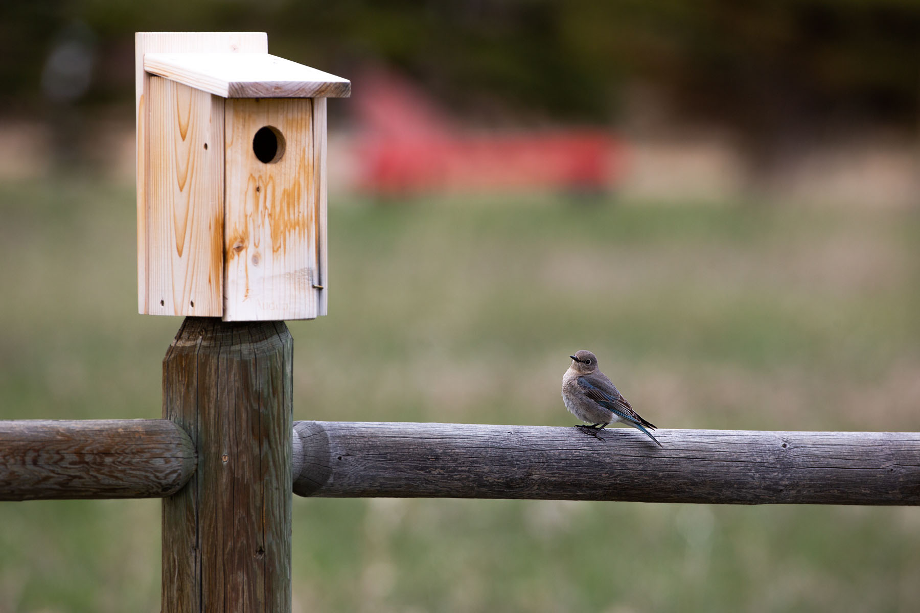 Bluebird and nest box.  Click for next photo.