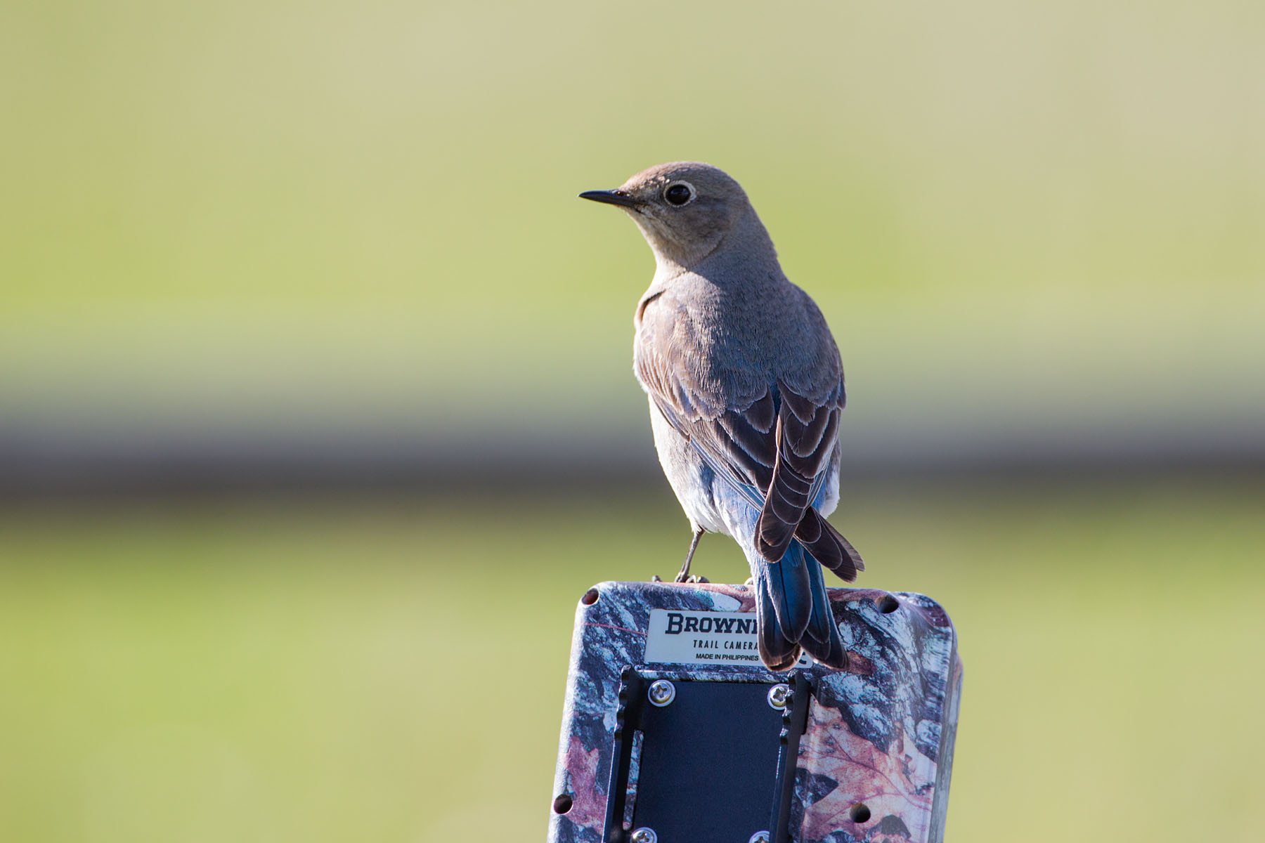 Female bluebird on trailcam.  Click for next photo.