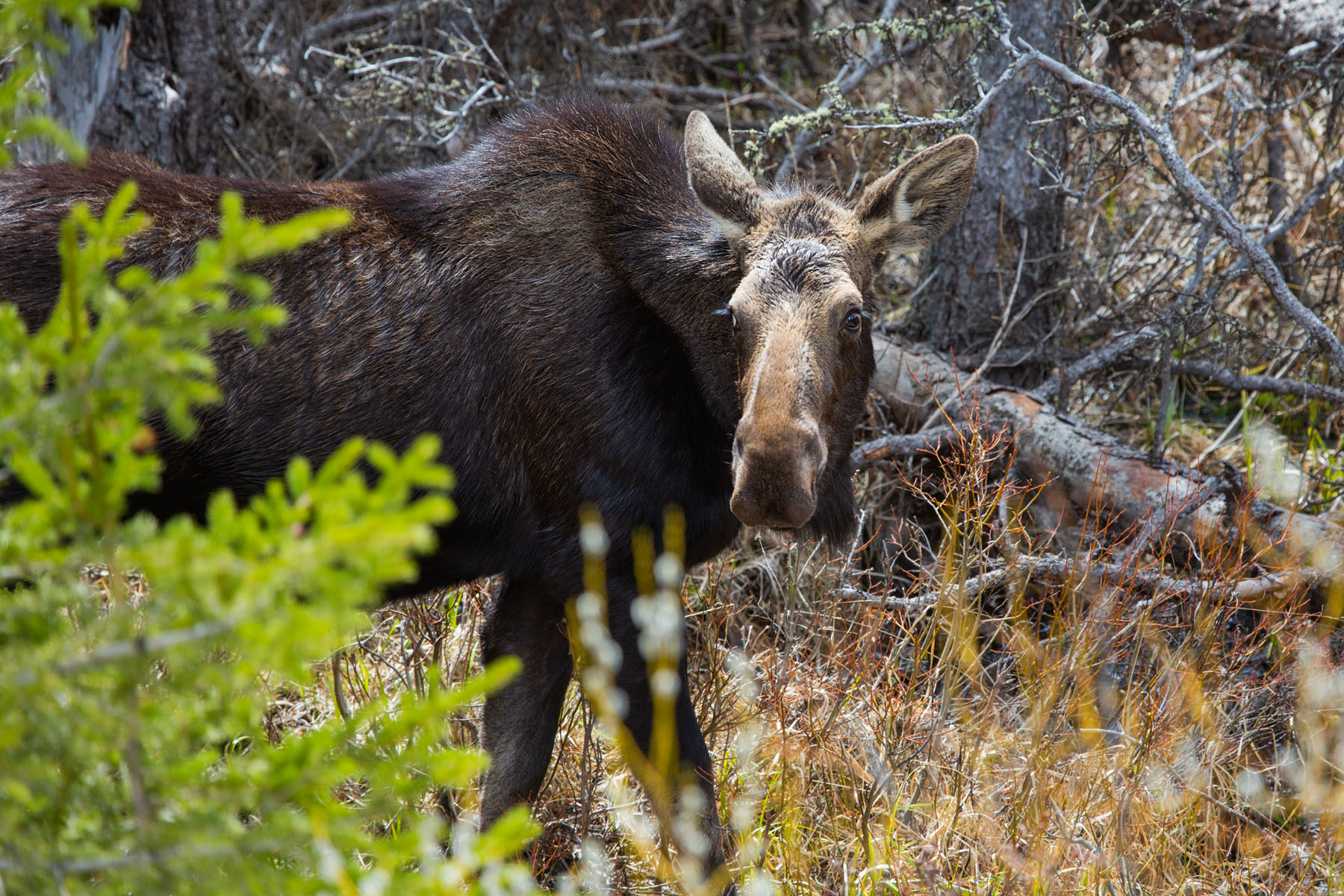 Moose in the Lamar Valley, Yellowstone.  Click for next photo.