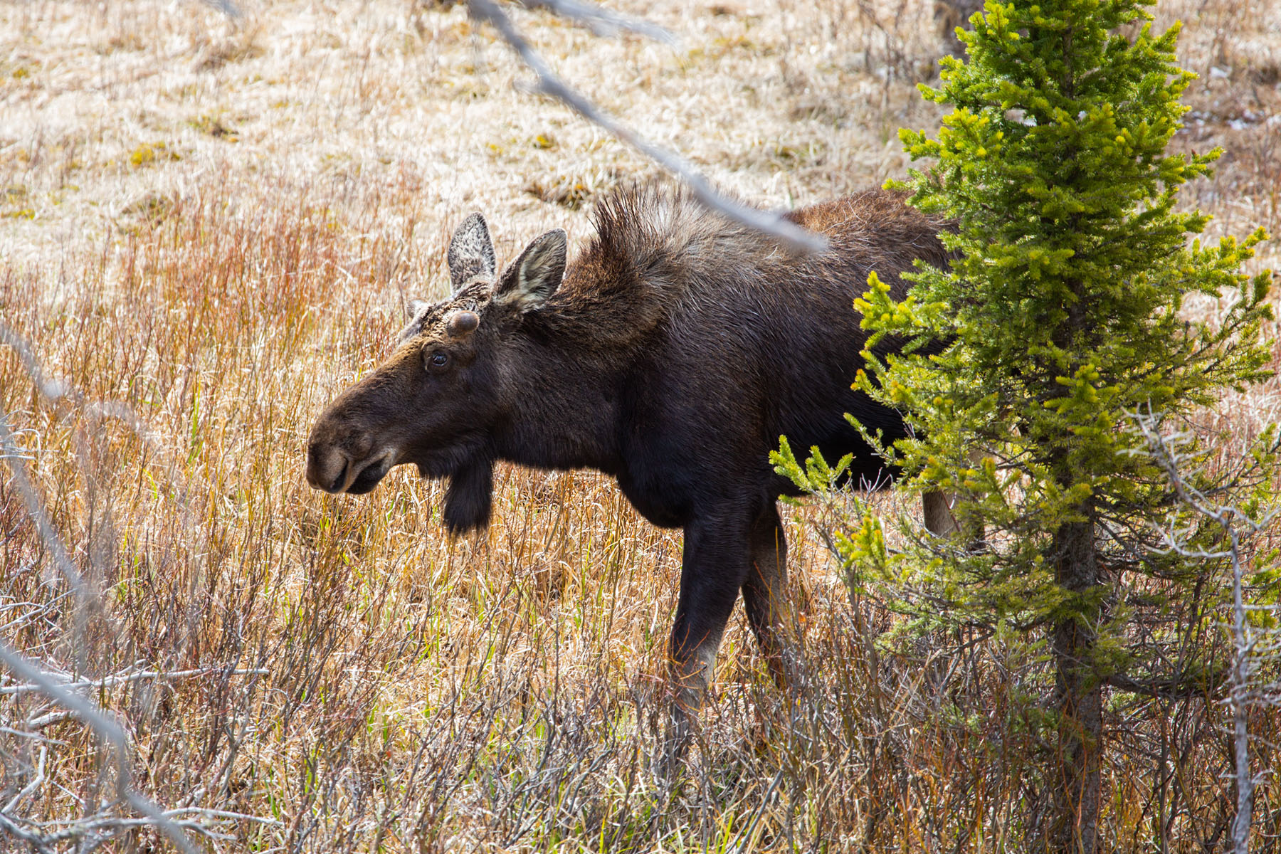 Moose in the Lamar Valley, Yellowstone.  Click for next photo.