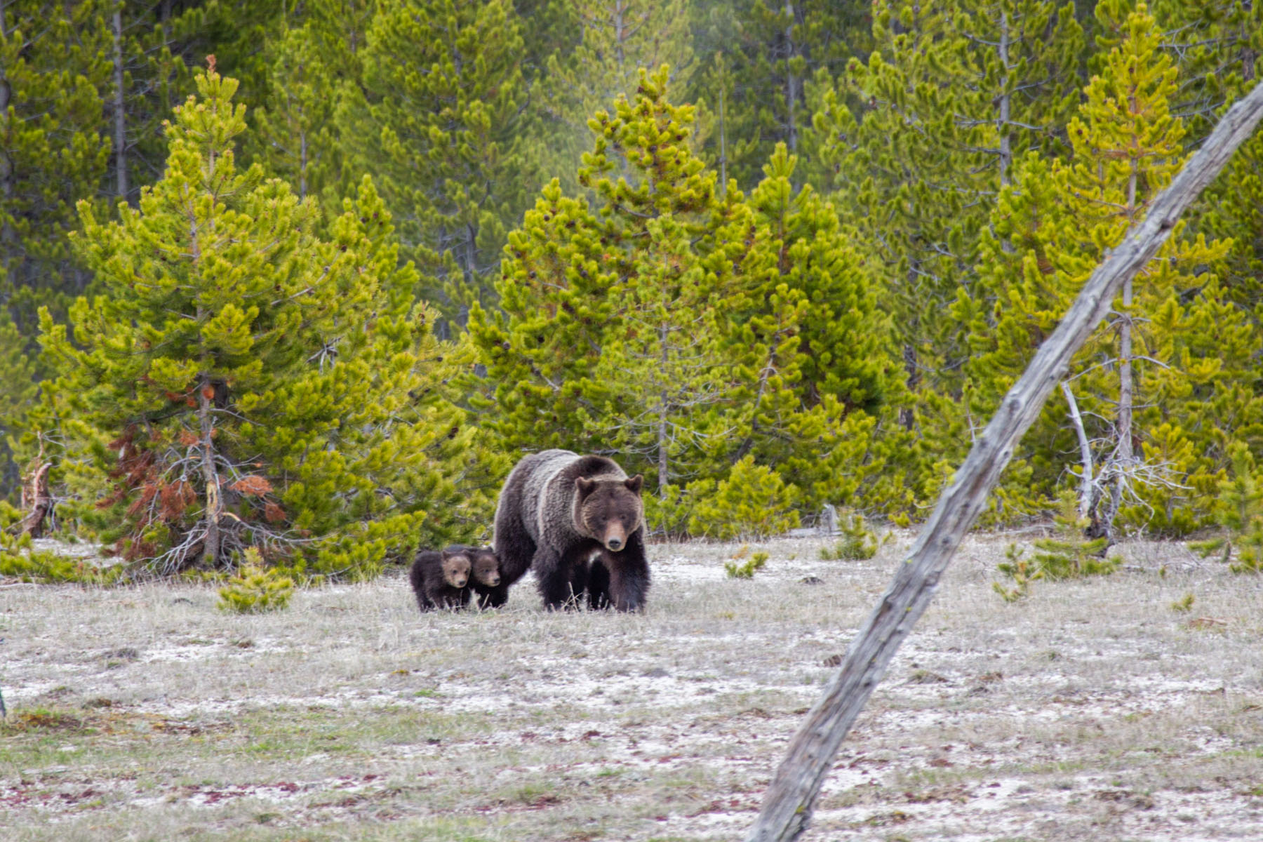 Mama griz with three cubs near Old Faithful, Yellowstone.  Photo by Sue.  Click for next photo.