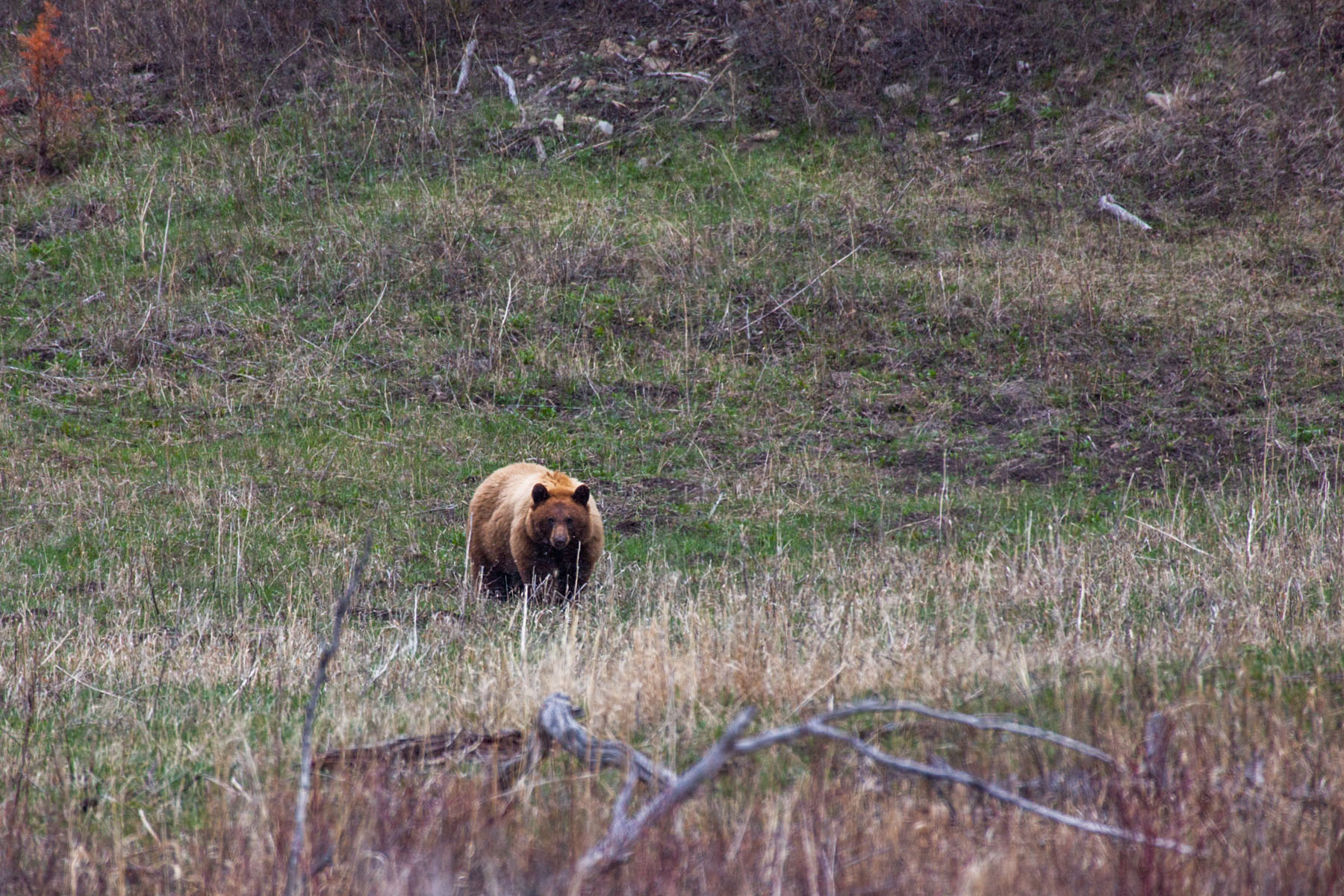 Big griz, Yellowstone.  Click for next photo.