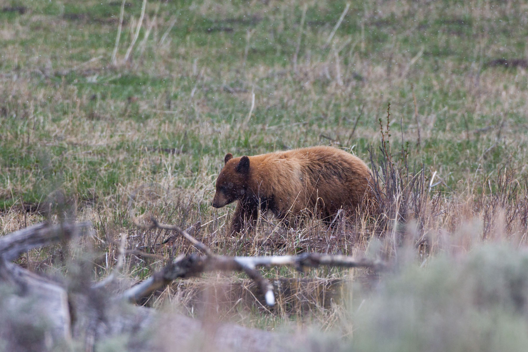 Big griz, Yellowstone.  Click for next photo.