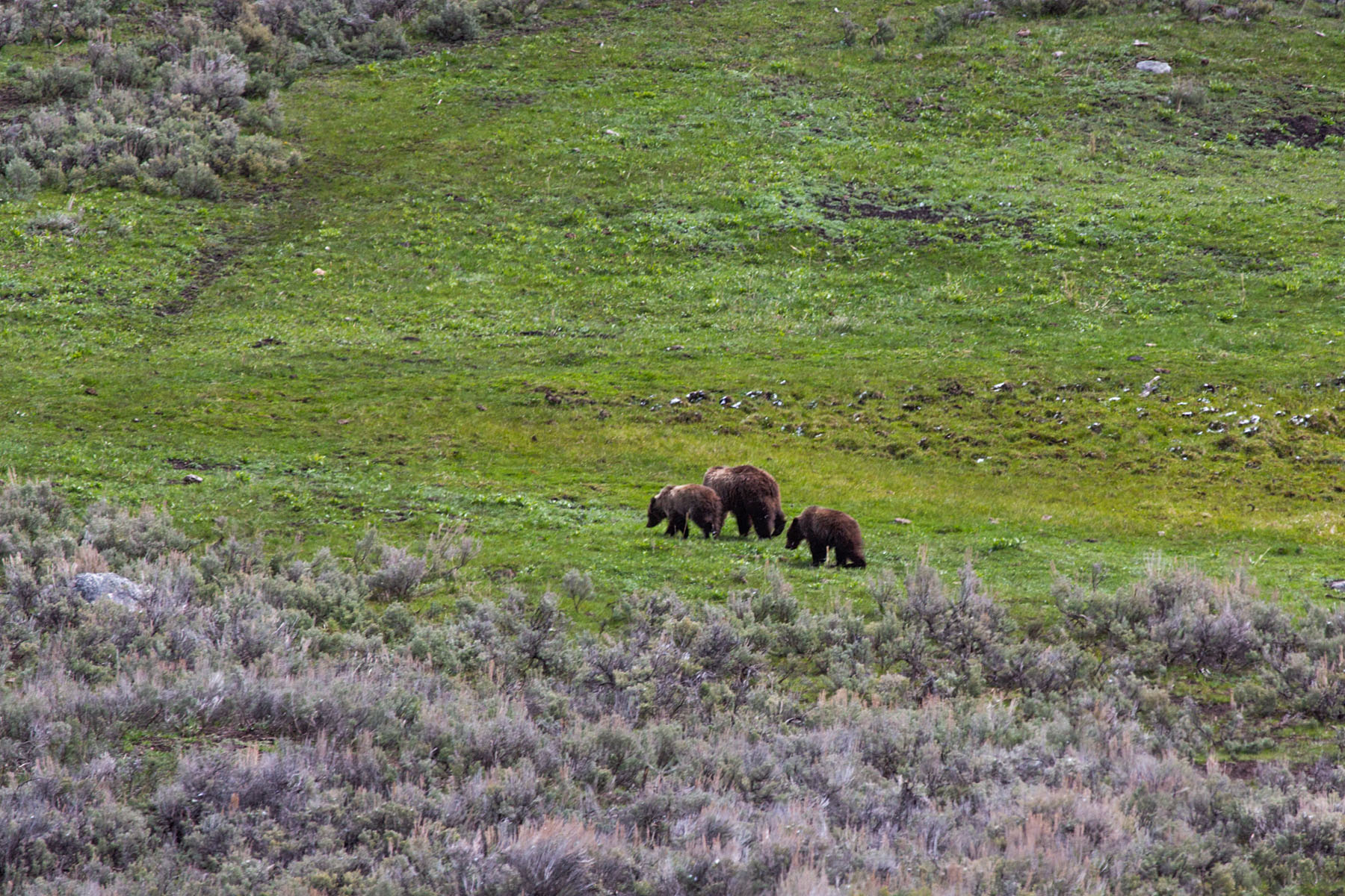 A distant shot in the Lamar Valley, mama griz with two older cubs, Yellowstone.  Click for next photo.
