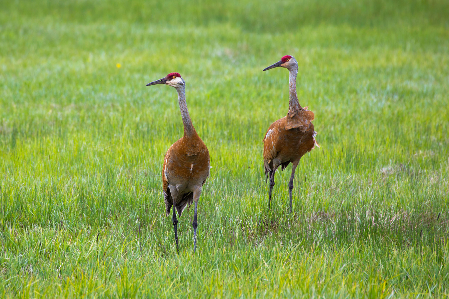 Sandhill cranes, Montana.  Click for next photo.
