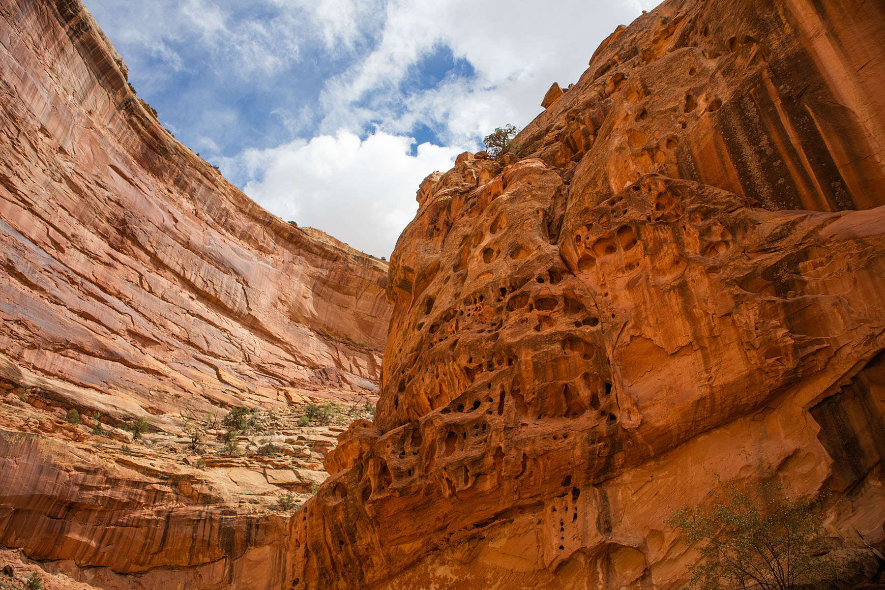 Capitol Reef National Park, Utah.  Click for next photo.