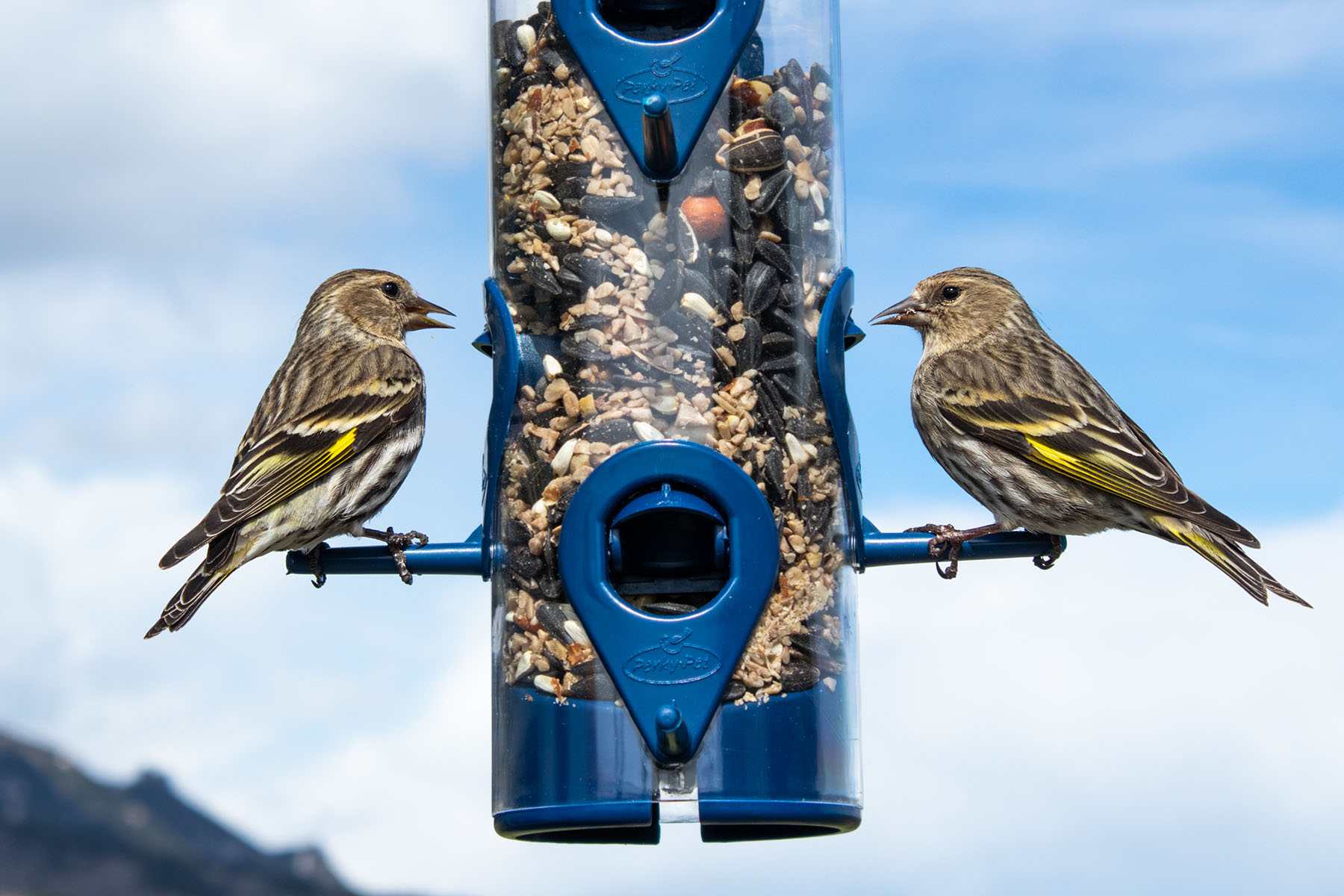 Goldfinches.  Click for next photo.