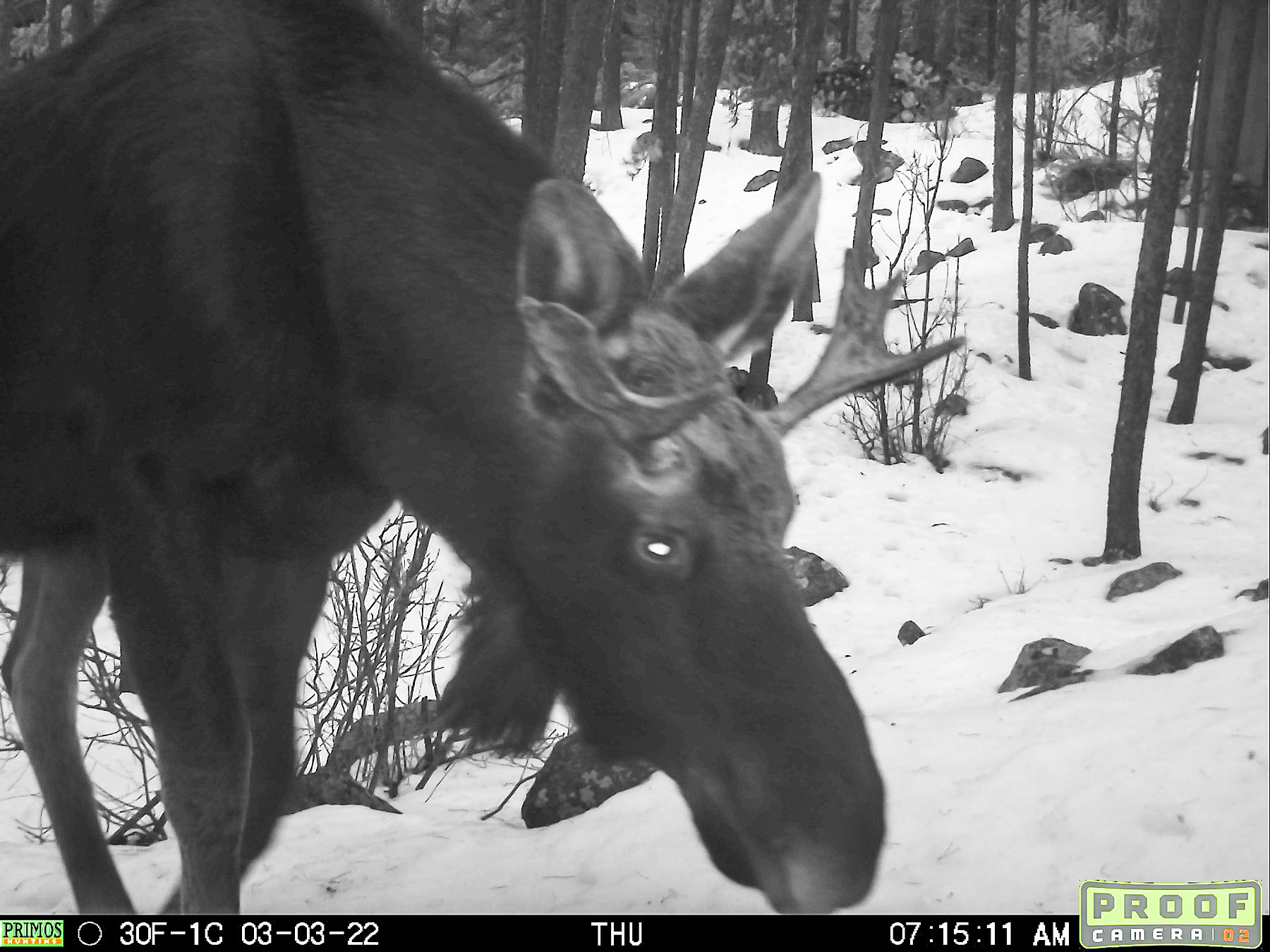Moose on trailcam, Red Lodge, MT, March 2022.  Click for next photo.