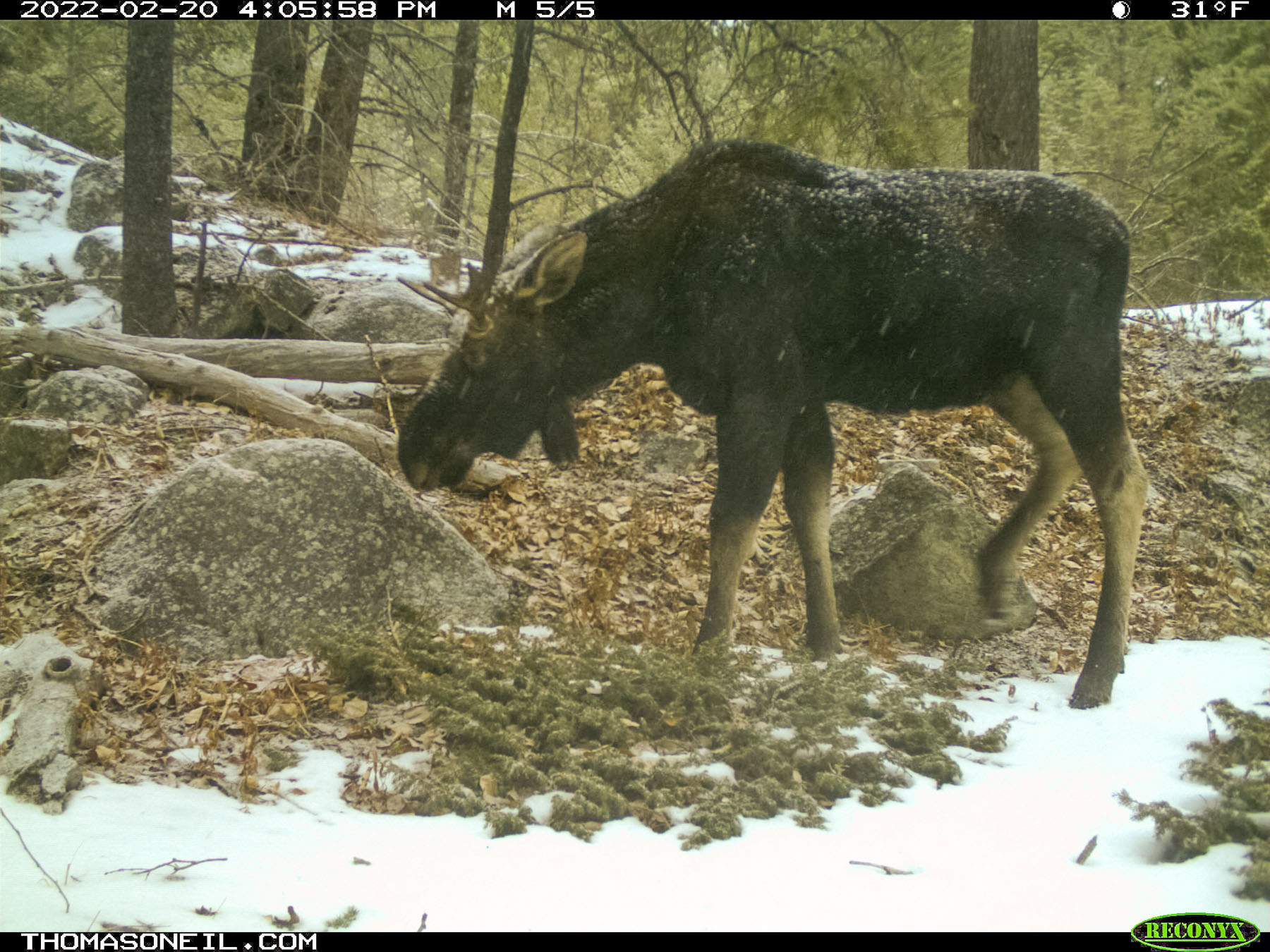 Moose on trailcam, Red Lodge, MT, February 2022.  Click for next photo.