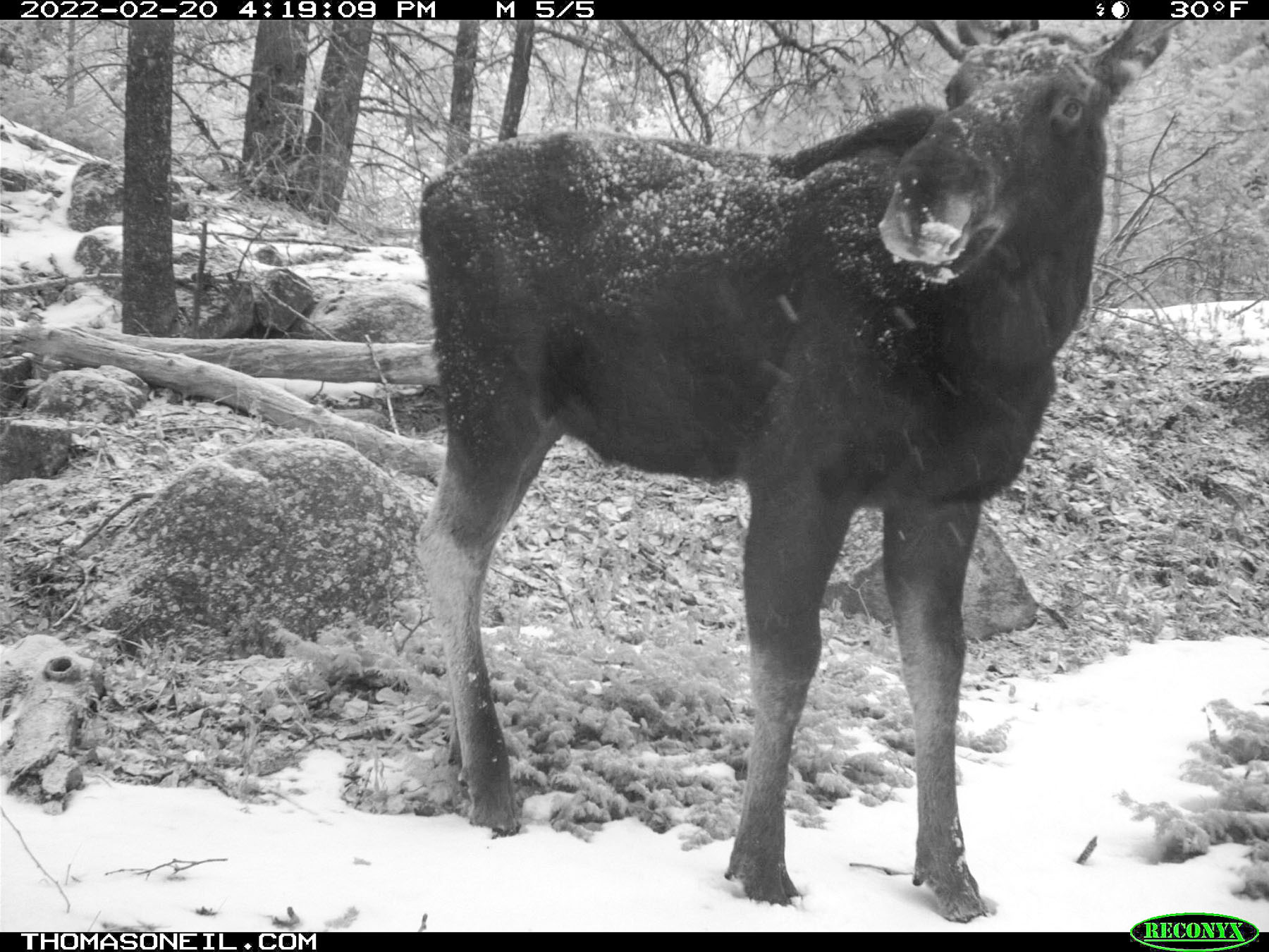 Moose on trailcam, Red Lodge, MT, February 2022.  Click for next photo.