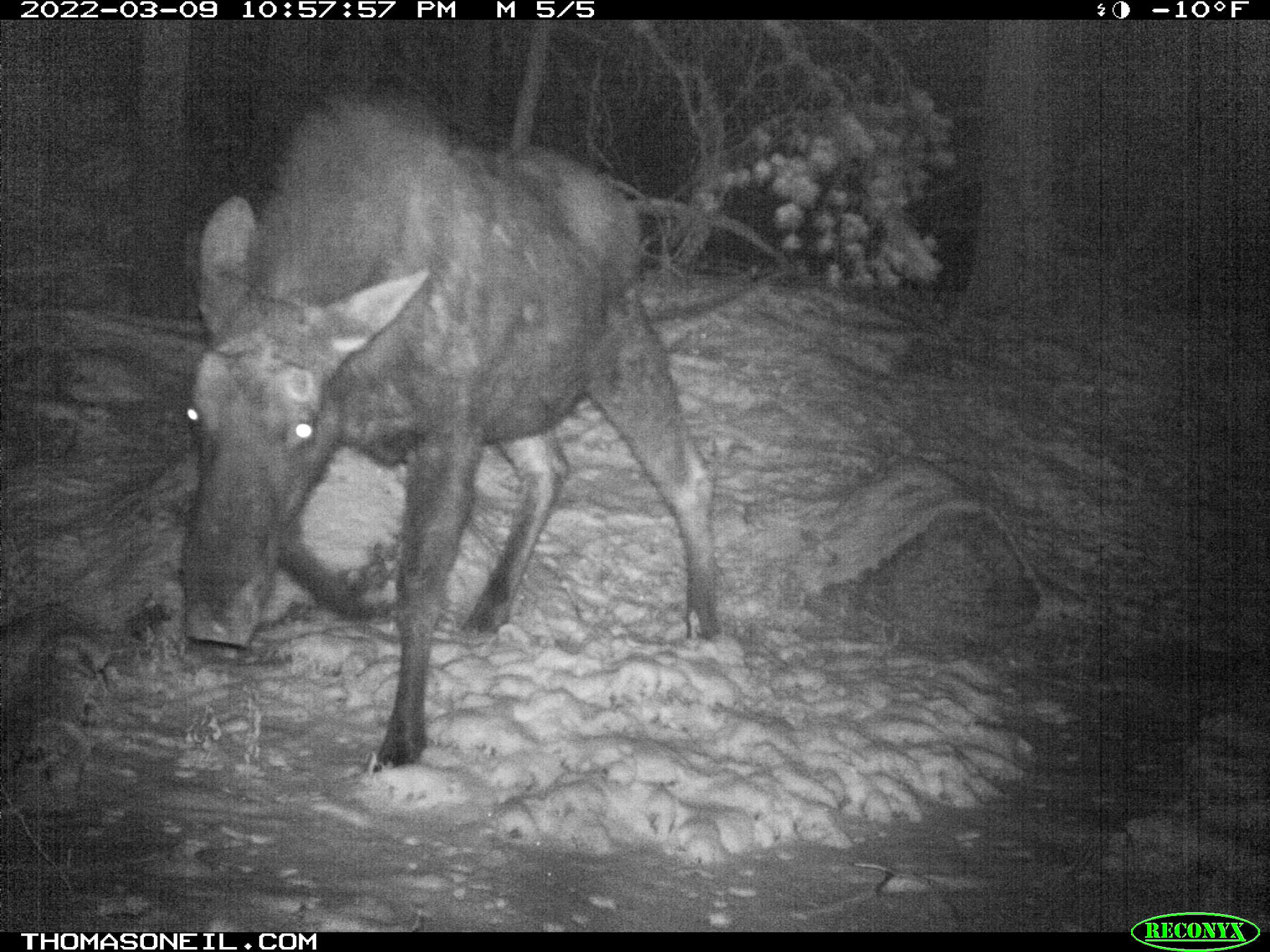 Moose on trailcam, Red Lodge, MT, March 2022.  Click for next photo.