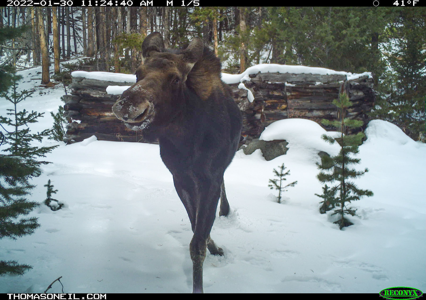 Moose on trailcam, Red Lodge, MT, January 2022.  Click for next photo.