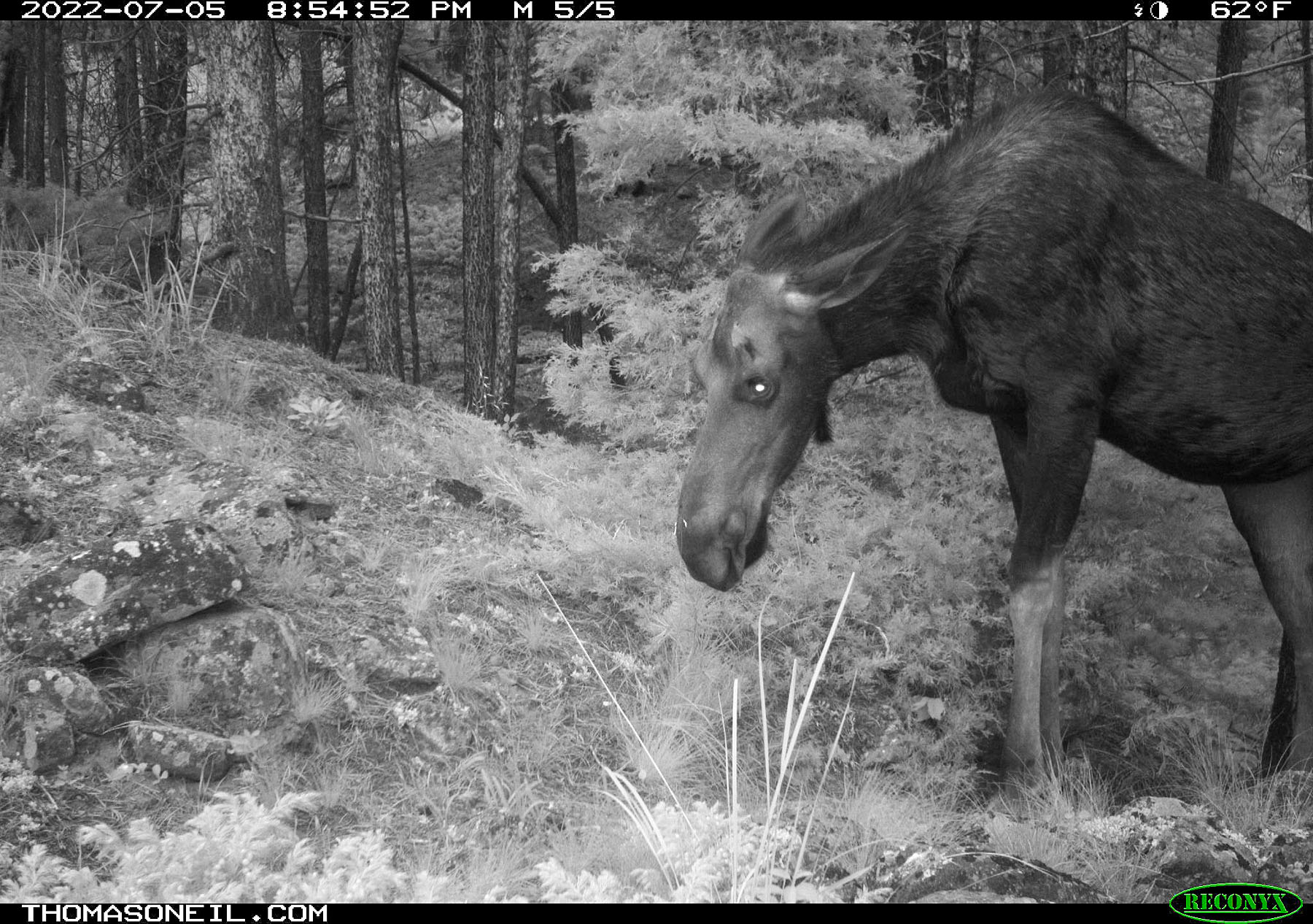 Moose on trailcam near Red Lodge, MT.  Click for next photo.