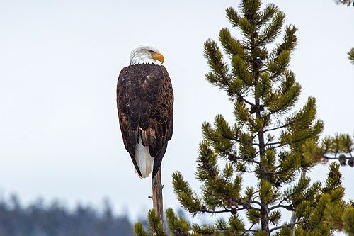 Bald Eagle.  Click here if the image is not visible.