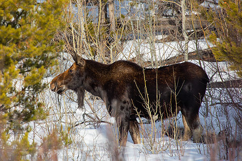 Moose.  Click here if the image is not visible.