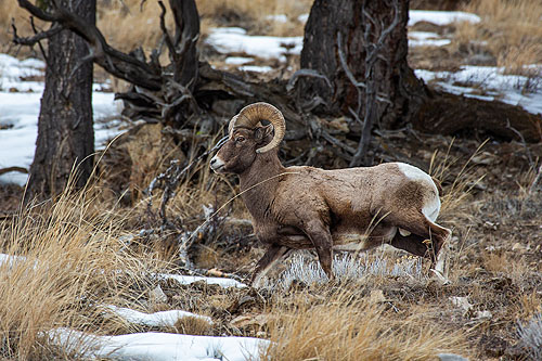 Bighorn.  Click here if the image is not visible.