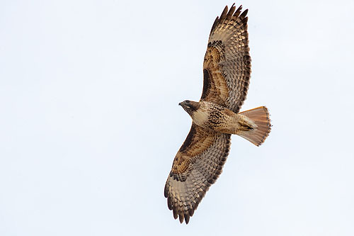 Red-tailed hawk.  Click here if the image is not visible.
