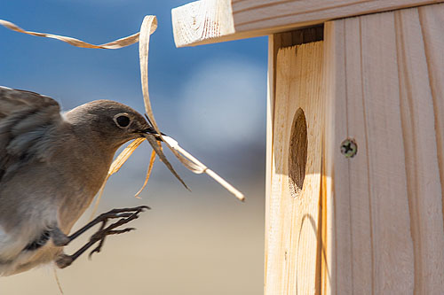 Bluebird, motion trigger.