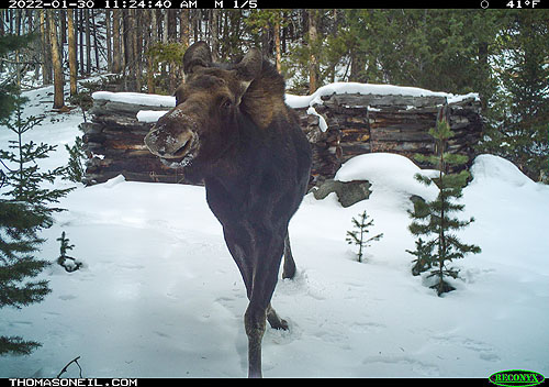 Trailcam moose.  Click here if the image is not visible.