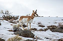 Pronghorn near the north entrance, Yellowstone, February 2022.