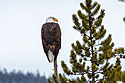 Bald eagle, Yellowstone, February 2022.