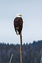 Bald eagle, Yellowstone, February 2022.