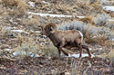 Bighorn sheep in the Lamar Valley, Yellowstone, February 2022.