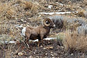 Bighorn sheep in the Lamar Valley, Yellowstone, February 2022.