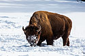 Bison, Yellowstone, February 2022.