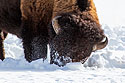 Bison sweeps the snow with its head to get at the grass, Yellowstone, February 2022.