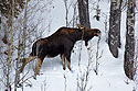 Moose, Yellowstone, February 2022.