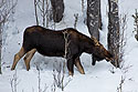 Moose, Yellowstone, February 2022.