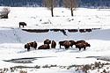Small herd of bison in the Lamar Valley, Yellowstone, February 2022.
