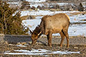 Elk near Mammoth Hot Springs, Yellowstone, February 2022.
