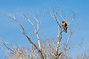 Red-tailed hawk, maybe, near Belfy, MT, March 2022.