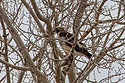 Red-tailed hawk, near Belfy, MT.