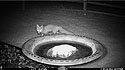 Fox checking out the bird bath, May 2022.