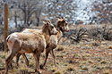 Bighorn ewes near Dubois, Wyoming, April 2022.