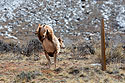 Bighorn ewe catches its heels on the fence but managed to land safely, near Dubois, Wyoming, April 2022.