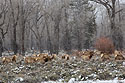 Elk in the National Elk Refuge near Jackson, Wyoming, April 2022.