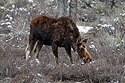 Moose near Grand Teton NP, April 2022.