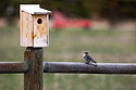 Bluebird and nest box.
