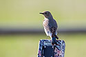 Female bluebird on trailcam.