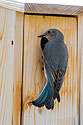 Female bluebird.