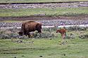 Bison calf, Yellowstone.