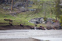 Bison cross the Lamar River, Yellowstone.