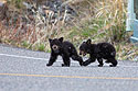 Black bear cubs cross the road near Tower Falls, Yellowstone.  White spots are falling snow.
