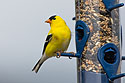 Goldfinch, May 2022.