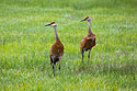 Sandhill cranes, Montana.