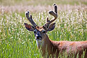 Deer with lopsided antlers in yard, July 2022.